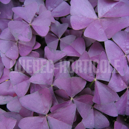 image de Oxalis Charmed® Wine