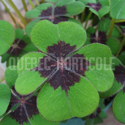 image de Oxalis deppei Iron Cross