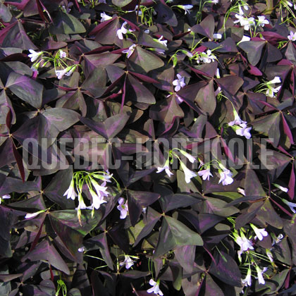 image de Oxalis triangularis 