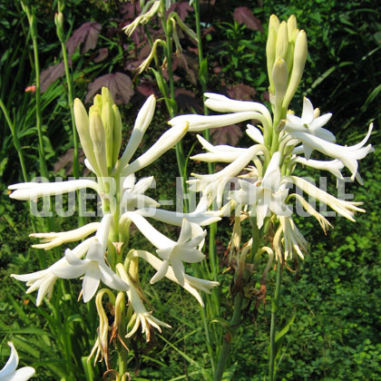 image de Agave amica (Polianthes tuberosa) 