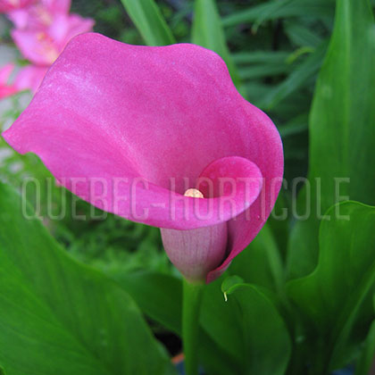 image de Zantedeschia Neon Amour