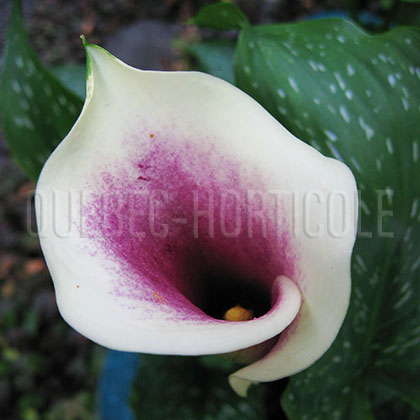 image de Zantedeschia Picasso