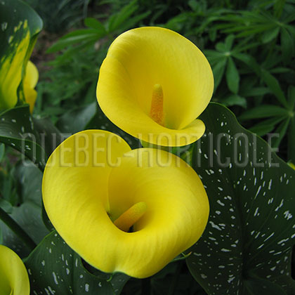 image de Zantedeschia elliottiana 