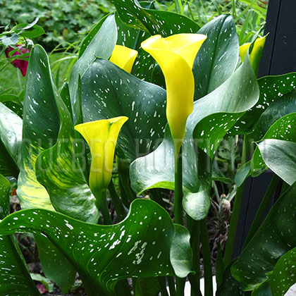 image de Zantedeschia elliottiana 