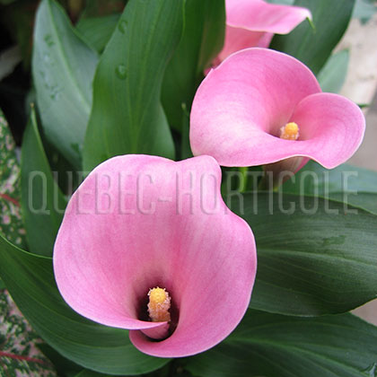 image de Zantedeschia sp. 