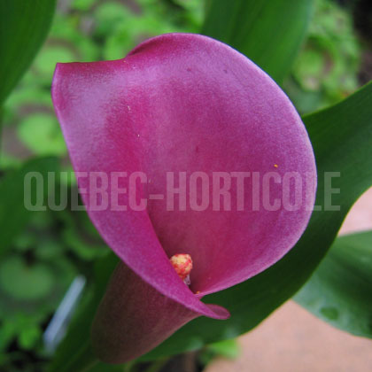 image de Zantedeschia sp. 