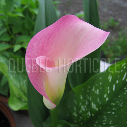 image de Zantedeschia sp. 