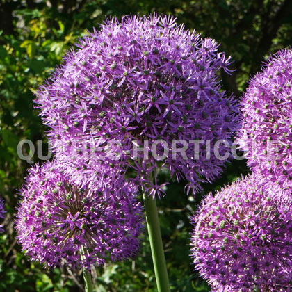 image de Allium Gladiator