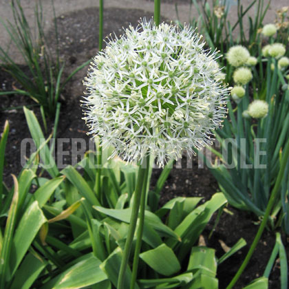 image de Allium Mount Everest