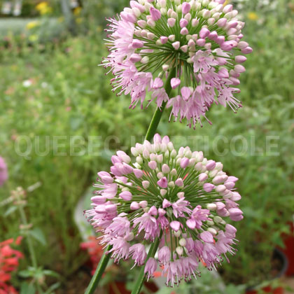 image de Allium senescens Pink Planet