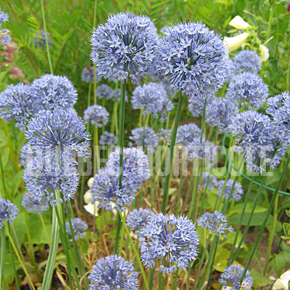 image de Allium caeruleum 