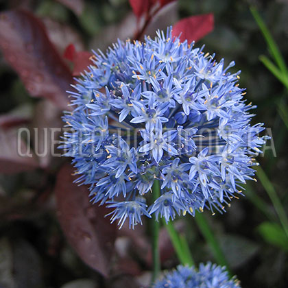 image de Allium caeruleum 