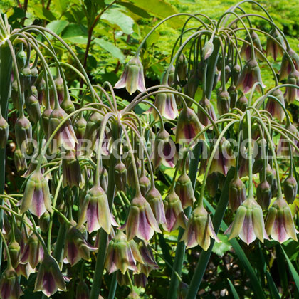 image de Allium siculum 