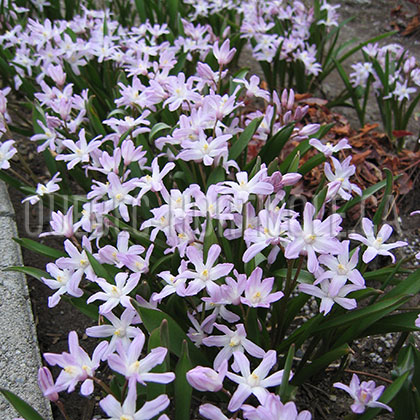 image de Chionodoxa sp. 