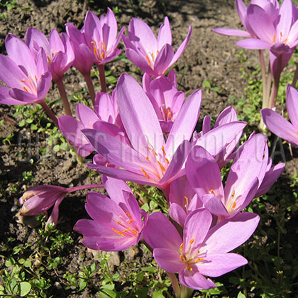 image de Colchicum sp. 