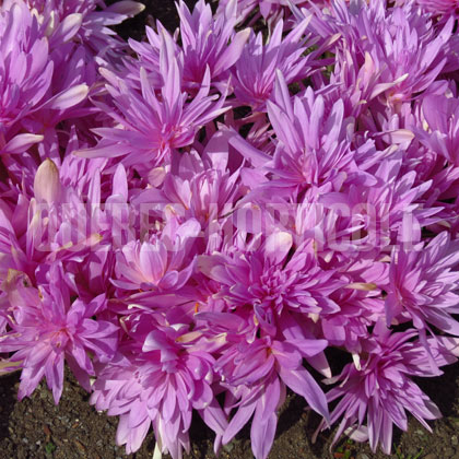 image de Colchicum Waterlily