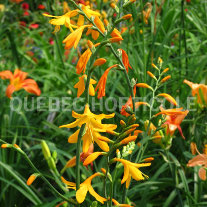 image de Crocosmia x George Davidson