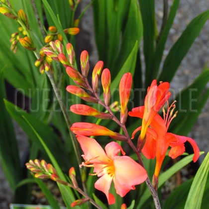 image de Crocosmia x Limpopo