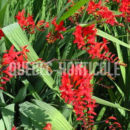 image de Crocosmia x Lucifer