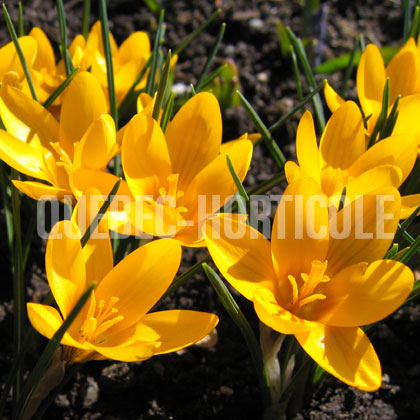 image de Crocus sp. 