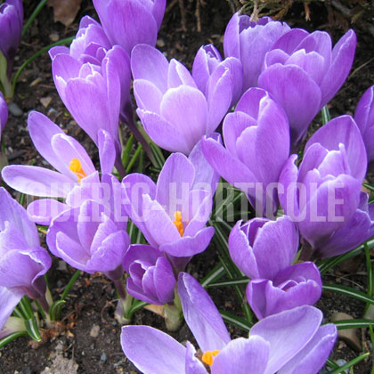 image de Crocus sp. 