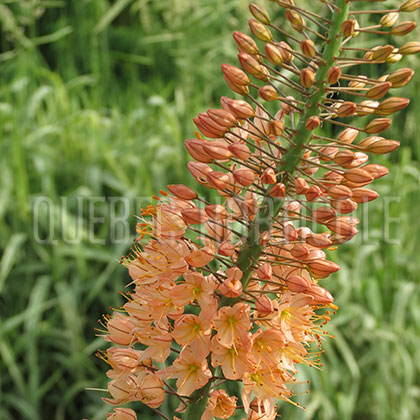 image de Eremurus x isabellinus Ruiter Hybrids