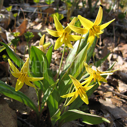 image de Erythronium americanum subsp. americanum 