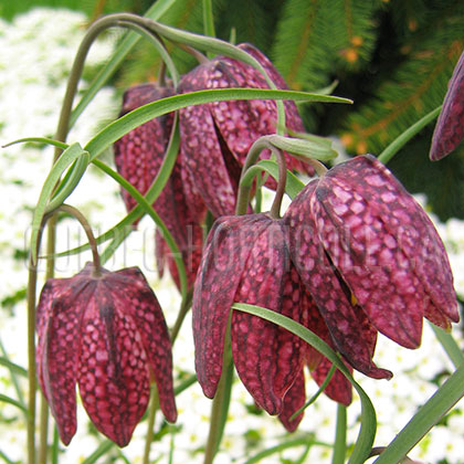 image de Fritillaria meleagris 