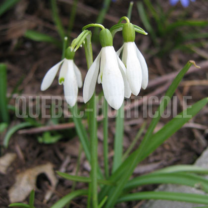 image de Galanthus nivalis 