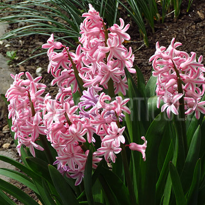 image de Hyacinthus orientalis 