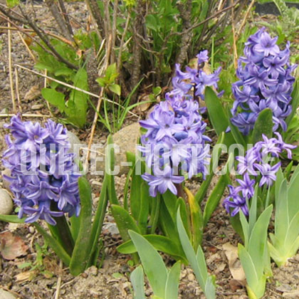 image de Hyacinthus orientalis 