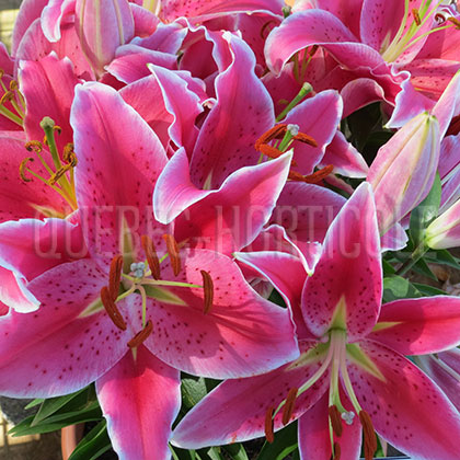 image de Lilium After Eight