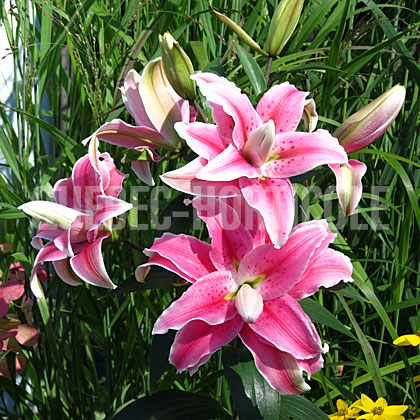 image de Lilium Distant Drum