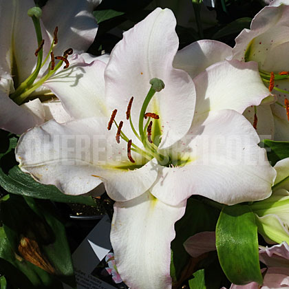 image de Lilium Little John