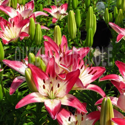 image de Lilium Lollypop