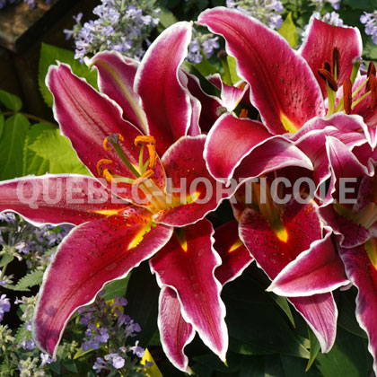 image de Lilium Magny Cours