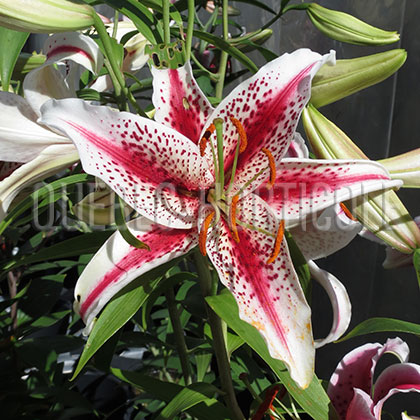 image de Lilium Tiger Woods