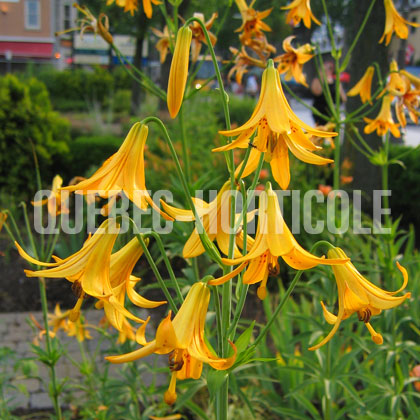 image de Lilium canadense 