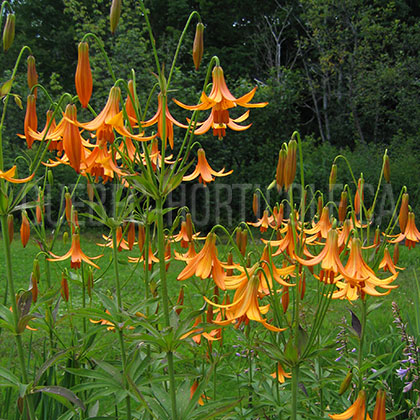 image de Lilium canadense 