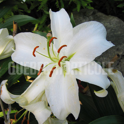 image de Lilium Casablanca