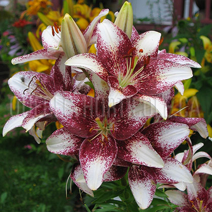 image de Lilium Tango Crossover