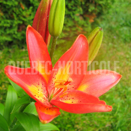 image de Lilium Jacqueline