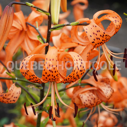 image de Lilium lancifolium 