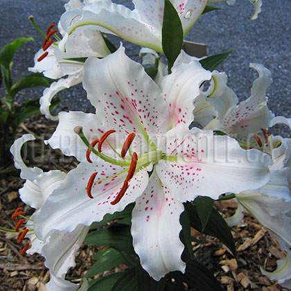 image de Lilium Muscadet