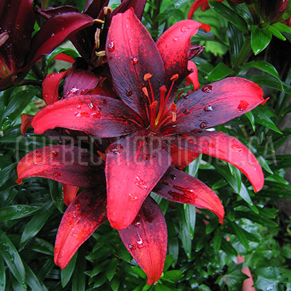 image de Lilium Tango Olina