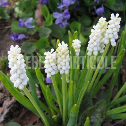 image de Muscari botryoides Album