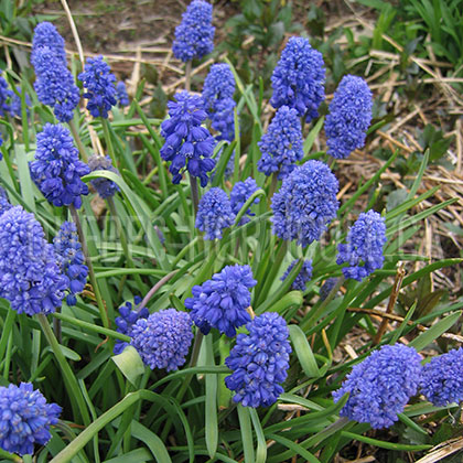 image de Muscari armeniacum Blue Spike