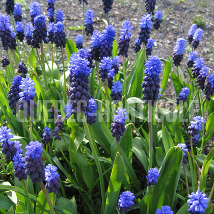 image de Muscari latifolium 