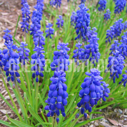 image de Muscari sp. 