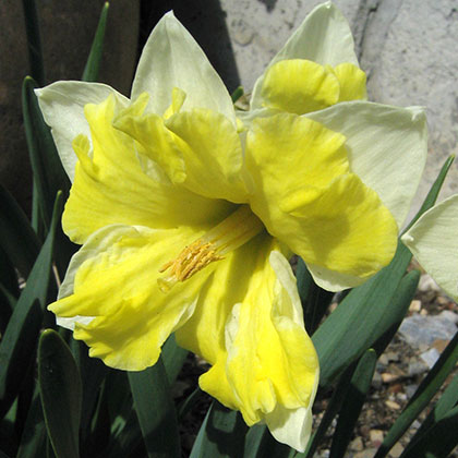 image de Narcissus spp. 